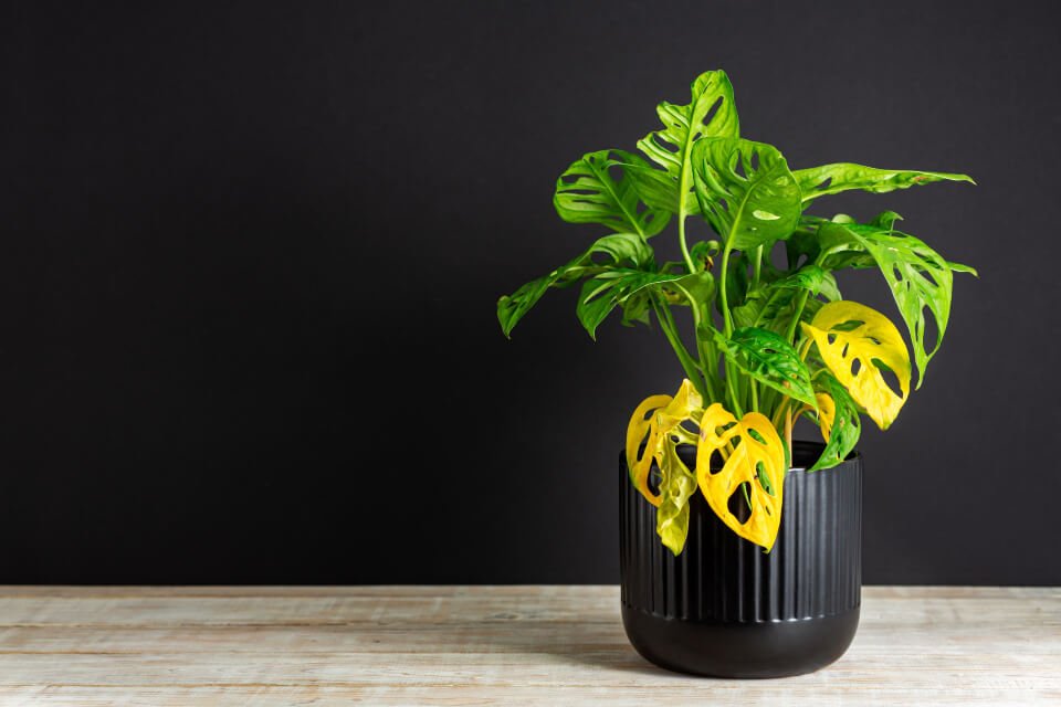 Affects Indoor Plants 3